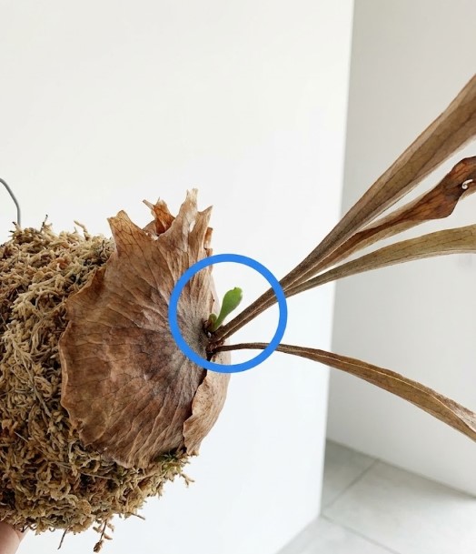 苔玉仕立てのビカクシダの真っ黒な成長点から出た、小さな緑色の新芽