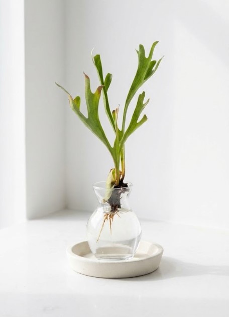 グラスで水差しされ、黒い根茎から白い根を伸ばすビカクシダ・リドレイ