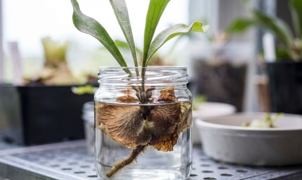 ガラス瓶に水を張り、根がない状態のビカクシダ・リドレイの茎の断面を水に浸して発根を促す水挿し（水耕栽培）の様子