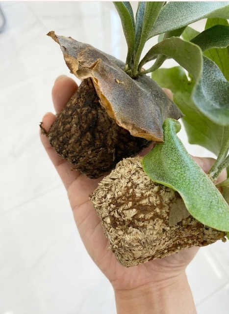 鉢から抜いた根鉢の比較写真。下の水苔は根が全体に回っている。上の無機質用土は根量は少ないが土が崩れず保持されている。