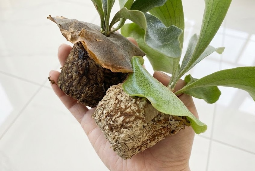 根腐れチェック。どちらも根は白く健康的で、腐敗による黒ずみは見られない。