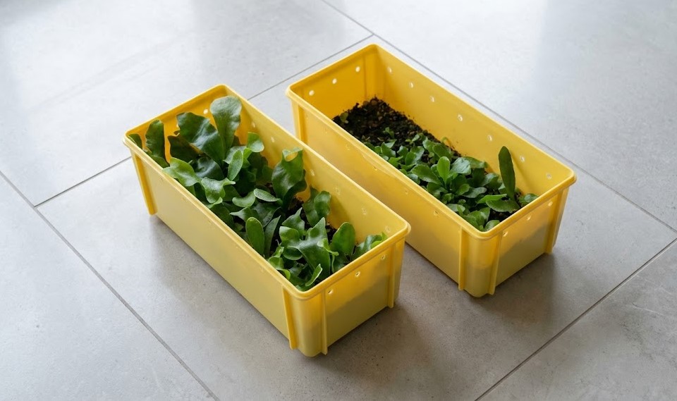 色いコンテナで管理されているビカクシダの幼苗（胞子培養株）。ここから実験株を選抜。