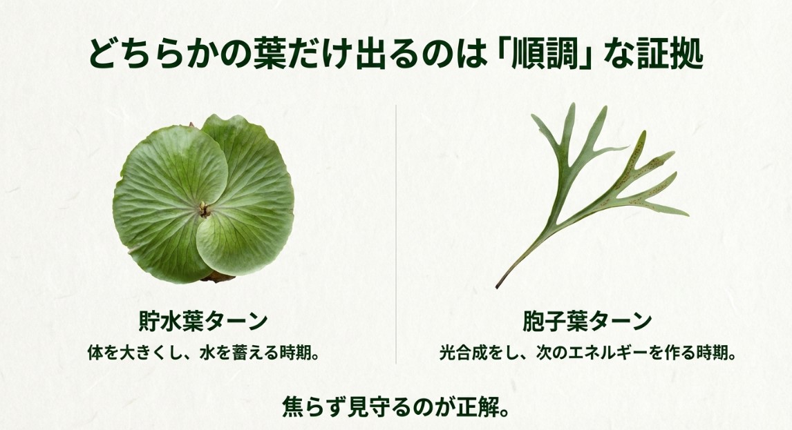 ビカクシダの貯水葉と胞子葉の違いと展開サイクル