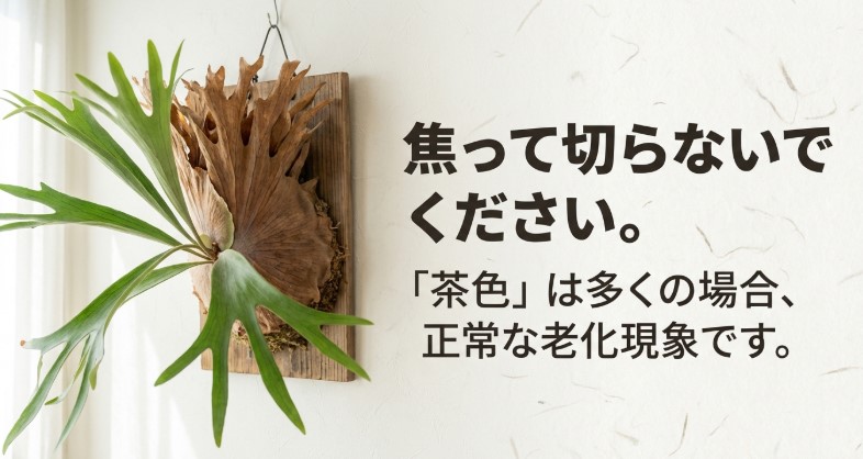 ビカクシダの貯水葉が茶色く変色した際に、切るべきか残すべきかを問うスライド画像。