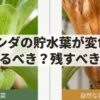 ビカクシダの貯水葉が茶色く変色した際に、切るべきか残すべきかを問うスライド画像。