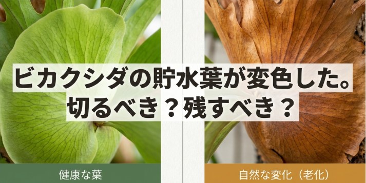 ビカクシダの貯水葉が茶色く変色した際に、切るべきか残すべきかを問うスライド画像。