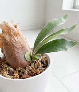 ビカクシダの貯水葉が何層にも重なり、隙間にコンポスト（養分）を溜め込む構造になっている様子