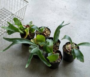 床に並べられた複数の株。水苔植えの方が葉が大きく展開しているが、無機質植えもガッシリと育っている。