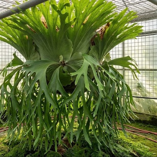 温室の中で極めて巨大に成長し、無数の胞子葉を垂れ下げる単頭型ビカクシダの姿