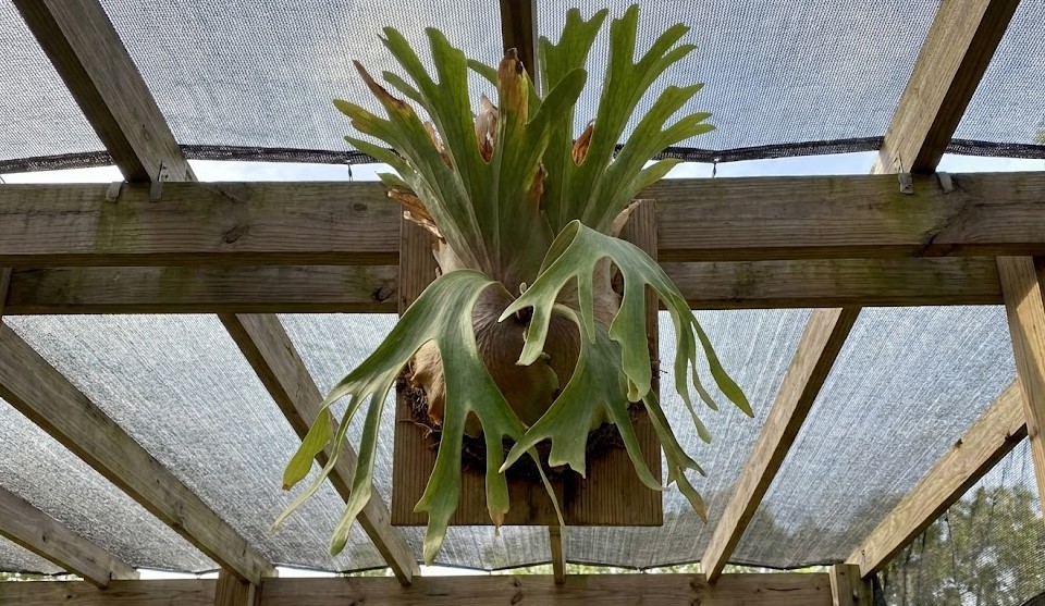 3月半ばの春先の屋外で直射日光と明るい光を浴びて順化中の大きなビカクシダ