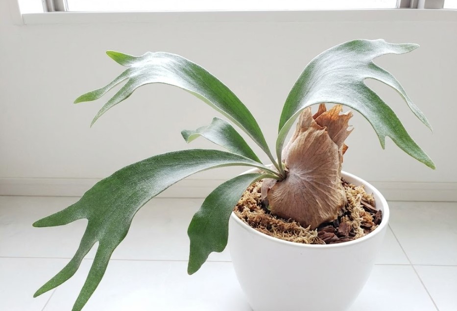 ビカクシダの親株。鹿の角（Staghorn）のように四方八方に美しく伸びた胞子葉の様子