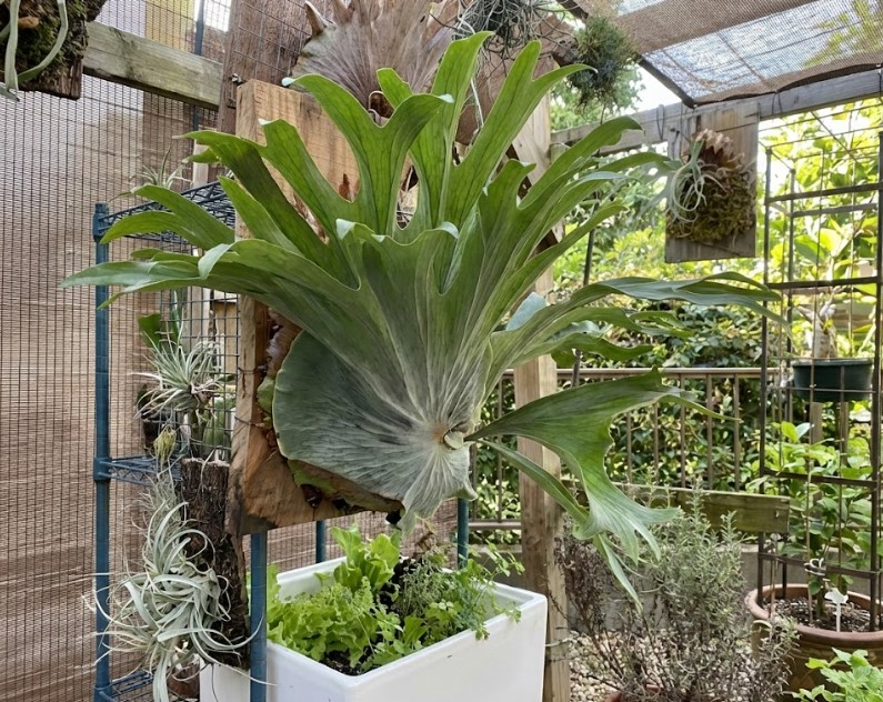 板からはみ出すほど巨大に成長し、古い葉を飲み込むように展開するビカクシダ・スパーバムの貯水葉