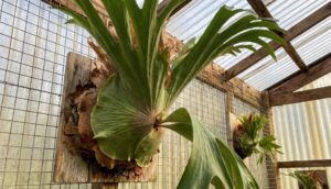 ビカクシダ・スパーバムの胞子葉の裏側に形成された、大きな1つの胞子嚢群（パッチ）の様子