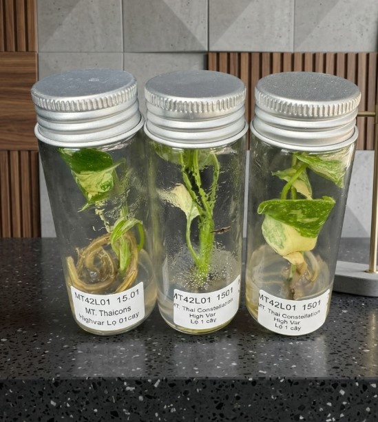 ビカクシダTCのフラスコ苗 ガラス瓶の中で無菌培養されているビカクシダTC(組織培養)の小さなフラスコ苗