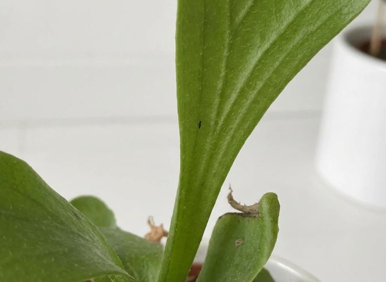 ビカクシダの葉の表面にいる小さな黒い虫(アザミウマ)と白く色が抜けた食害痕