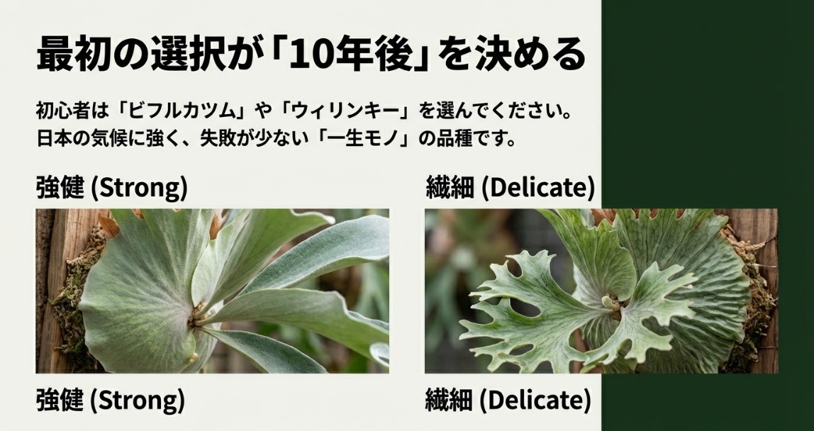 初心者向けの強健なビフルカツムと上級者向けの繊細なリドレイの比較