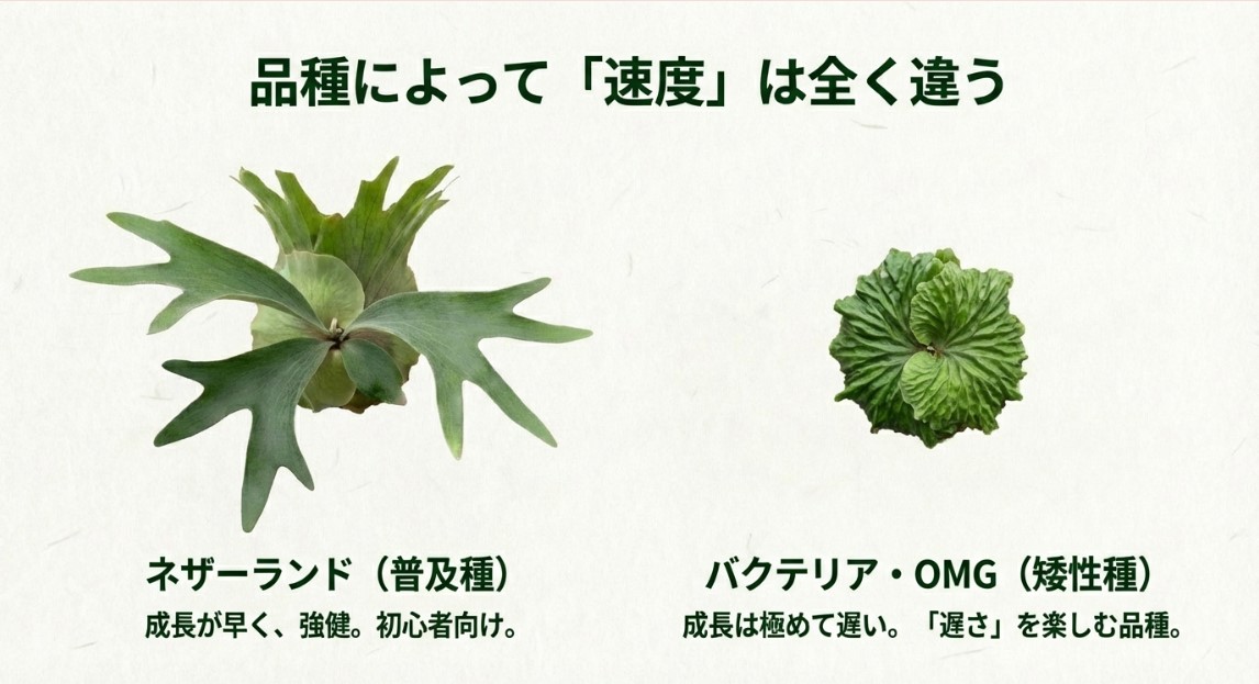 ネザーランドやバクテリアなどビカクシダの品種ごとの成長速度の違い