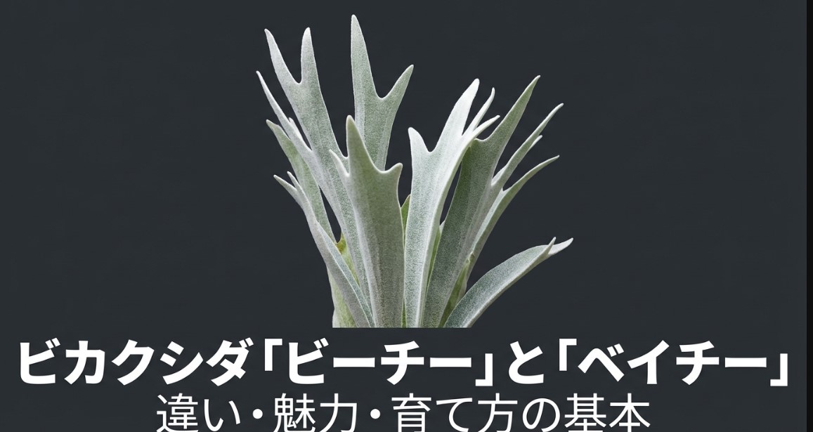 ビカクシダのビーチーとベイチーの違い！育て方5選｜ビカクナビ