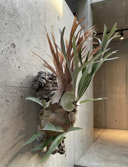 通気性対策として鉢植えからコルク樹皮への板付けに移行し、美しい貯水葉を展開するビカクシダ・ビーチー