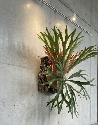 ビカクシダのビーチーとベイチーの違い！育て方5選｜ビカクナビ