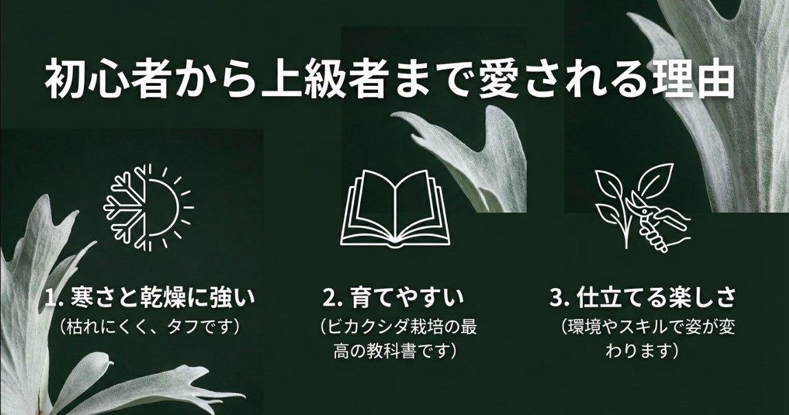 寒さと乾燥に強く、育てやすくて仕立てる楽しさがあるビーチーの魅力