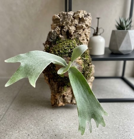 スポアから育った個性的なビカクシダ・ビーチー 胞子培養(スポア)から育ち、コルク樹皮に着生して個性的な葉の広がりを見せるビカクシダ・ビーチーの姿