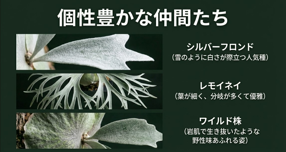 シルバーフロンド、レモイネイ、ワイルド株など個性豊かなビーチーの種類