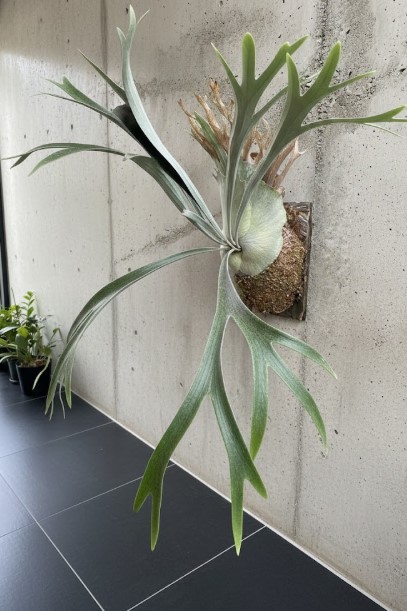 ビカクシダのビーチーとベイチーの違い！育て方5選｜ビカクナビ