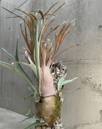 最低気温5℃の厳しい寒さにも耐え抜く、コルクに着生したタフなビカクシダ・ビーチー