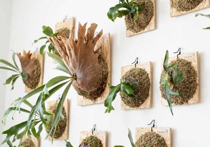 壁一面に飾られた多数の板付けビカクシダ。水苔と無機質で育った株が混在し、美しいインテリアグリーンとなっている。