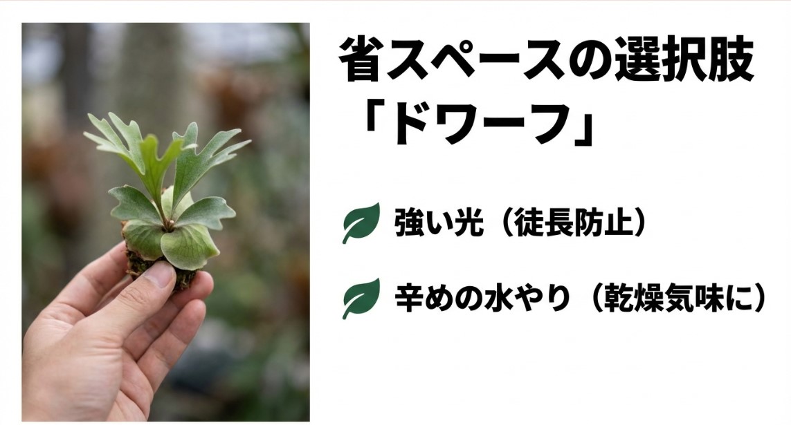 手のひらに乗るサイズのコンパクトなワンダエドワーフの苗