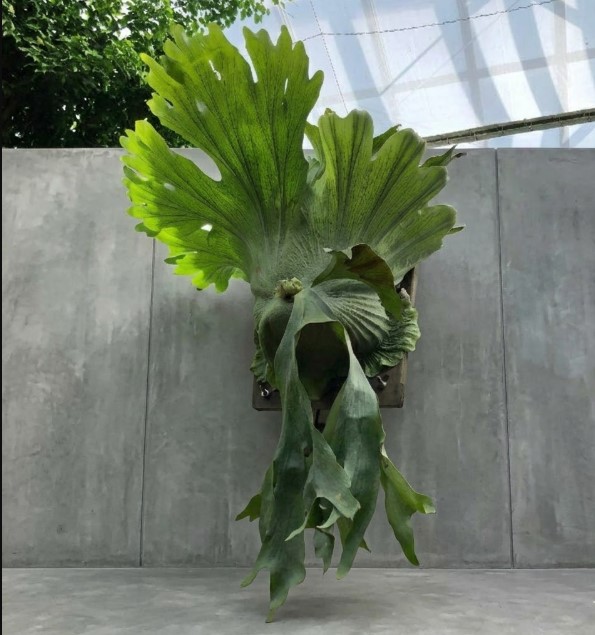 壁面に飾られた大きく展開する胞子葉を持つ巨大なビカクシダ