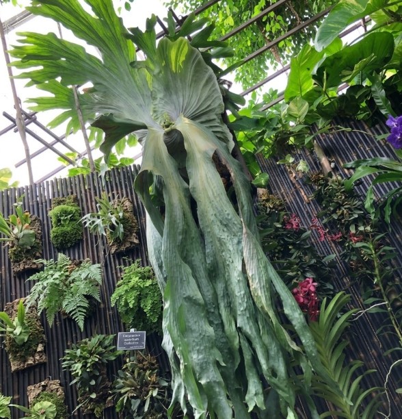 温室で長く下垂する胞子葉を伸ばした超大型のビカクシダ