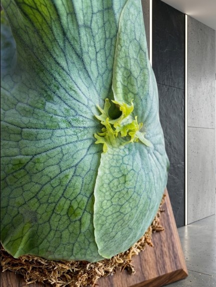 成長点付近と網目状の葉脈が美しい貯水葉のクローズアップ