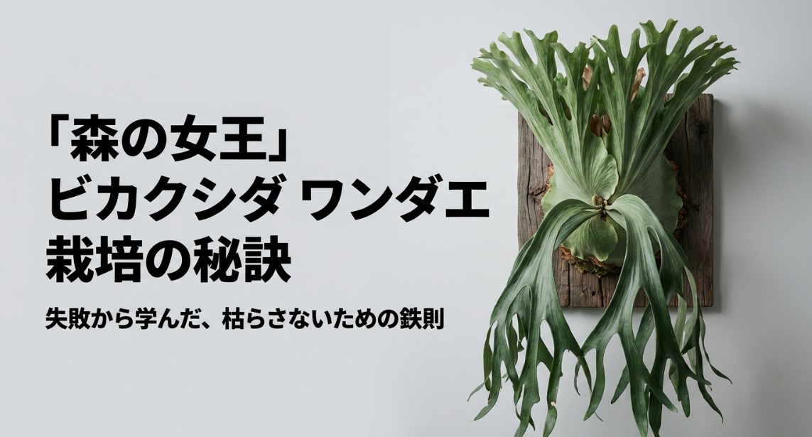 立派に成長し板付けされたビカクシダワンダエの美しい姿