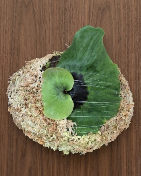 丸く整えられた水苔で板付けされたビカクシダの幼苗