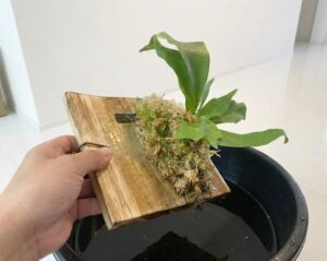 水を張った黒いバケツの中にビカクシダの板付け株全体を沈めようとしている手元の様子