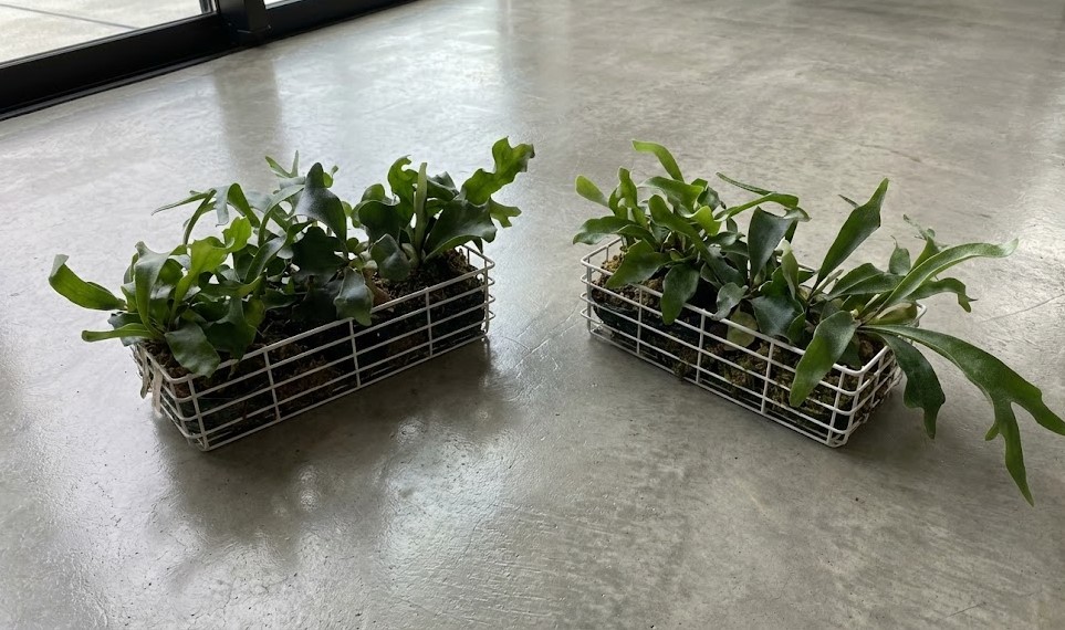 ワイヤーバスケットに収められたビカクシダのポット苗。このまま腰水（底面給水）を行うことで水やり時間を短縮している。