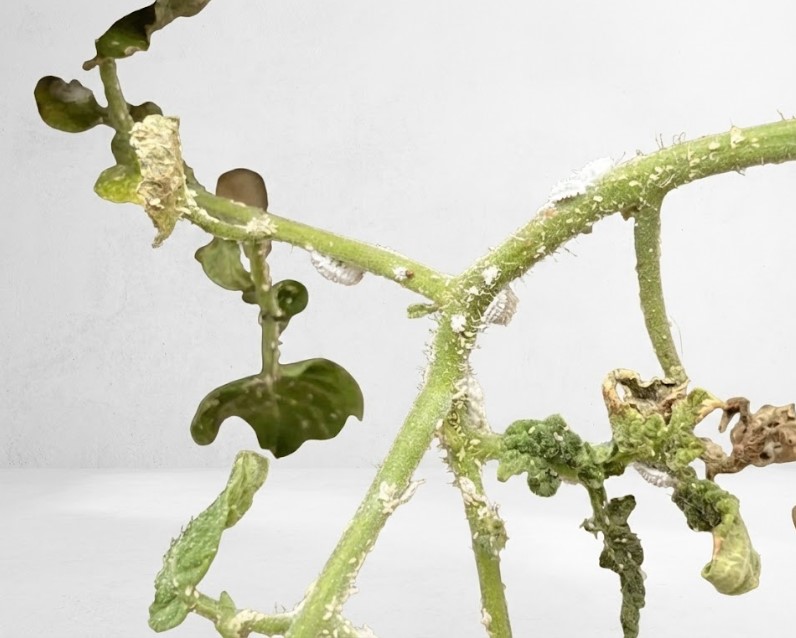 ビカクシダの茎や葉の付け根に密集してついている白い小さな虫の集団