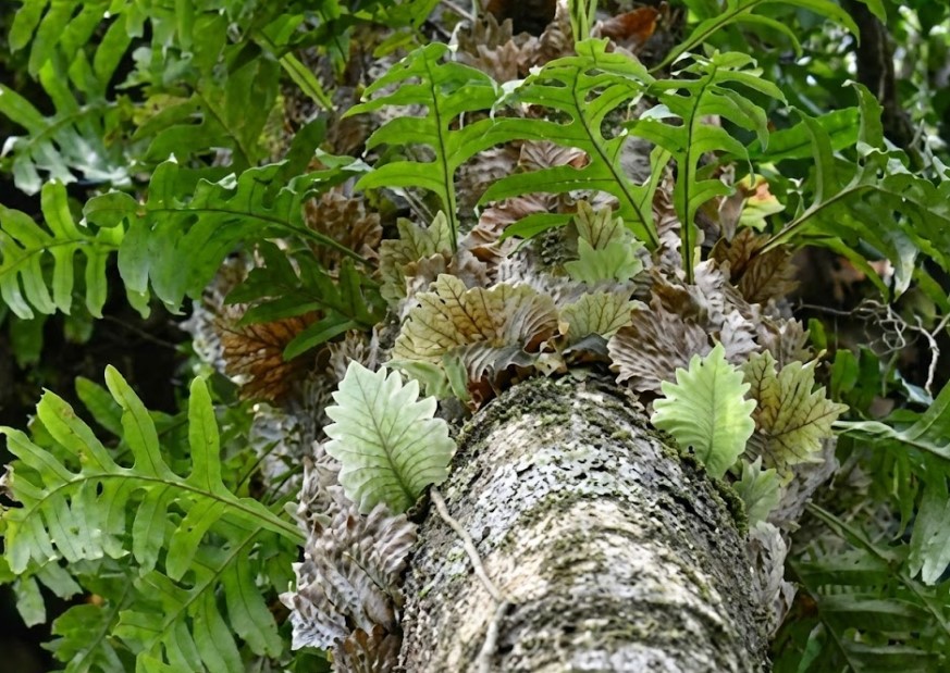 予測不能な姿を見せるジャングルの着生風景 規則性がなく無造作に樹木に着生して育つ、野性味あふれるシダ植物の群生