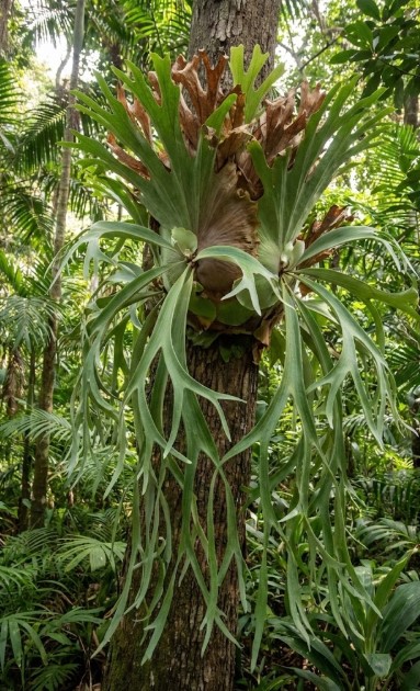 樹木に着生する野生のビカクシダ 熱帯のジャングルで樹木に力強く着生している野生の巨大なビカクシダ