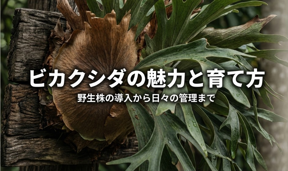 ビカクシダ野生株の魅力と育て方を解説するスライドの表紙