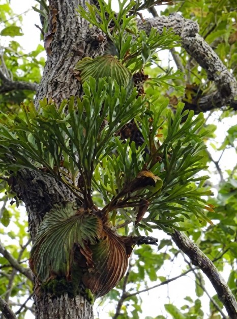 木の幹を包み込むビカクシダの貯水葉 自生地の樹木をしっかりと包み込むように丸く展開したビカクシダの貯水葉