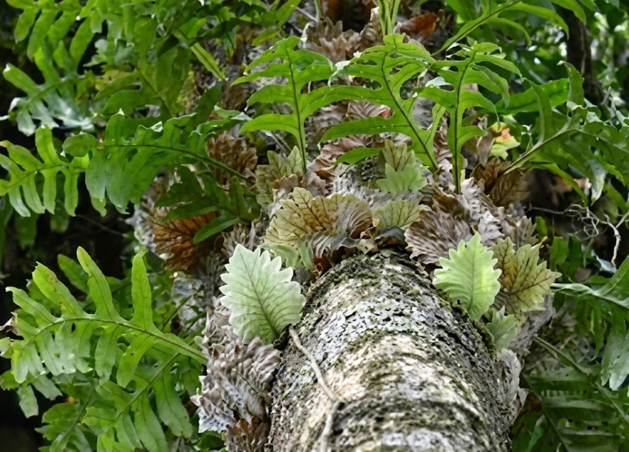 自然の淘汰を生き残った着生植物のダメージ痕 樹皮にへばりつくように着生し、自然の過酷さを物語る茶色く枯れ込んだ貯水葉の重なり