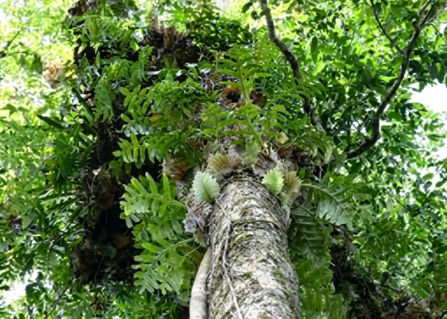 樹冠部で他の植物と生き抜く野生のビカクシダ ジャングルの高い樹木の上で、他の着生植物とともに過酷な環境を生き抜く野生のビカクシダ
