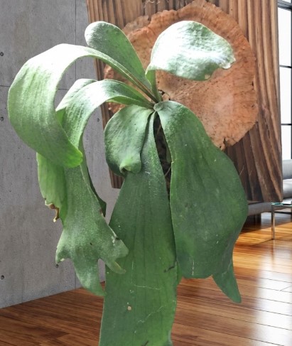 葉の張りを完全に失い、ふにゃふにゃに垂れ下がってしまった室内のビカクシダ
