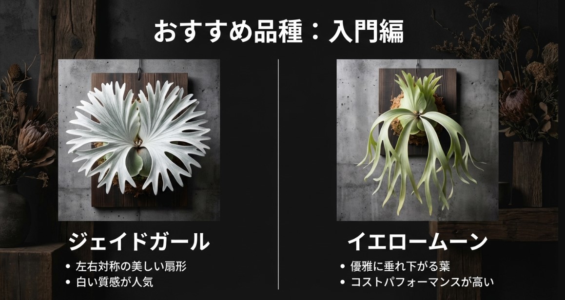 入門におすすめのビカクシダドワーフ品種、ジェイドガール（Jade Girl）とイエロームーン（Yellow Moon）の特徴