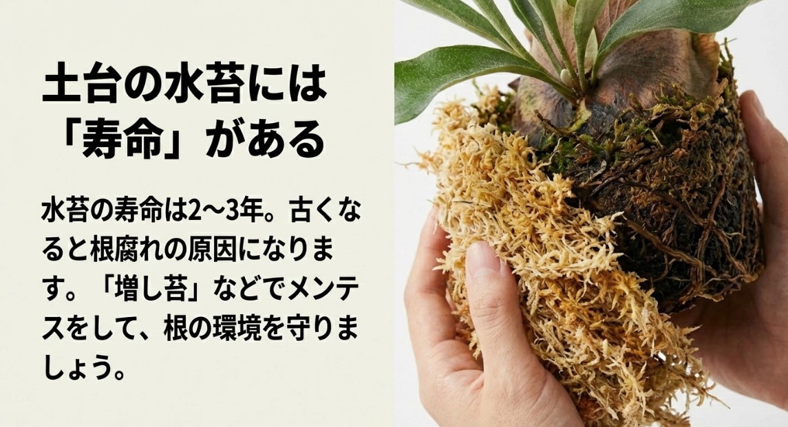 劣化した古い水苔と新しい水苔の比較と交換サイクル