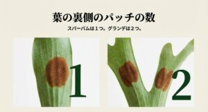 スパーバムの1つのパッチとグランデの2つのパッチの比較