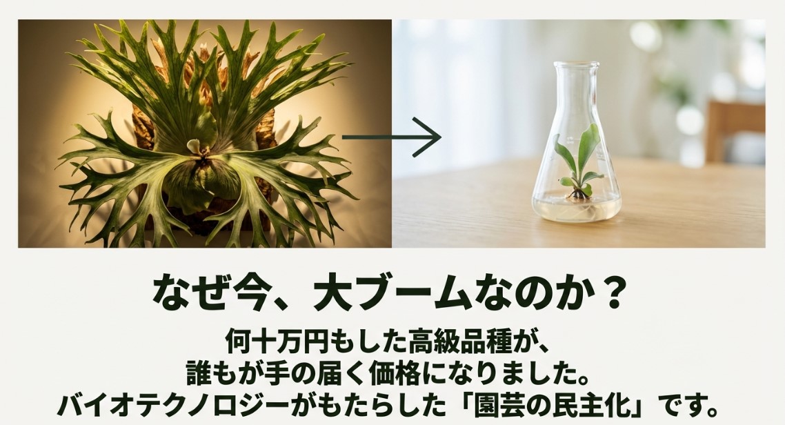 バイオテクノロジーがもたらした園芸の民主化 立派に育ったビカクシダの画像とともに、何十万円もした高級品種が手の届く価格になり、園芸の民主化が起きたことを説明するスライド